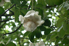 Adansonia digitata